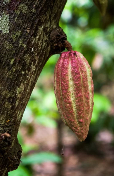 Какао-стручки на дереве — стоковое фото