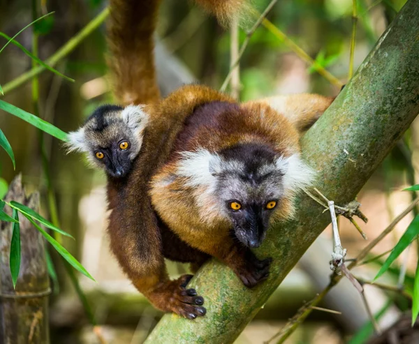Lemur sentado en la rama —  Fotos de Stock