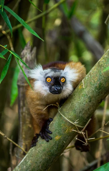 Lemur seduto sul ramo — Foto Stock