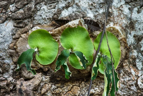 Folhas verdes arredondadas — Fotografia de Stock