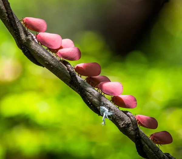 Seltsame rosa Insekten — Stockfoto