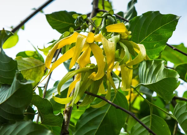 Ylang ylang çiçek ağaç üzerinde
