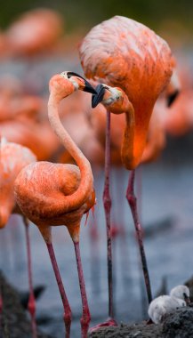 Karayip pembe flamingolar