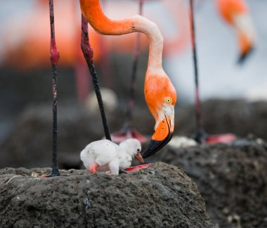 Karayip pembe flamingolar