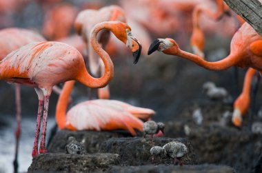 Karayip pembe flamingolar