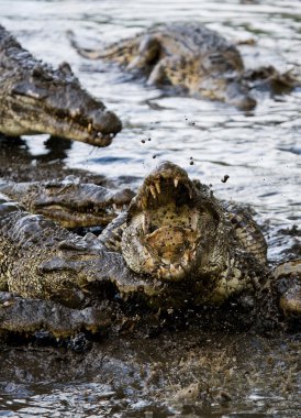 Küba timsahlar (crocodylus rhombifer)