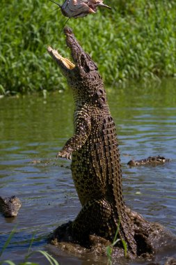 Küba timsahı (crocodylus rhombifer)