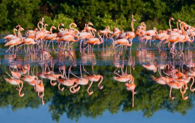 Karayip pembe flamingolar