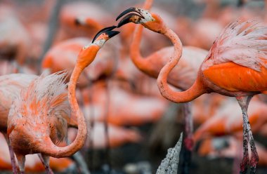 Karayip pembe flamingolar