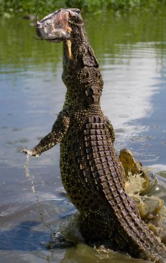 Küba timsahı (crocodylus rhombifer)