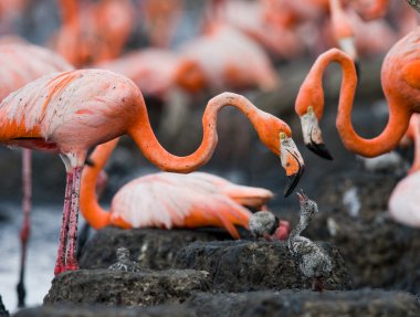 Karayip pembe flamingolar