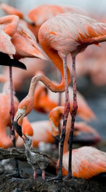 Bebek kuş onun annesi ile.