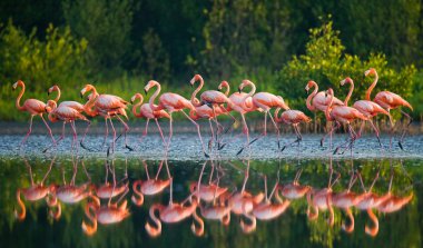 Karayip pembe flamingolar