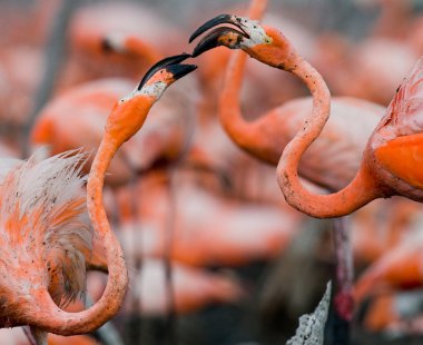 Karayip pembe flamingolar