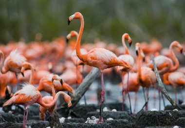 The pink Caribbean flamingos