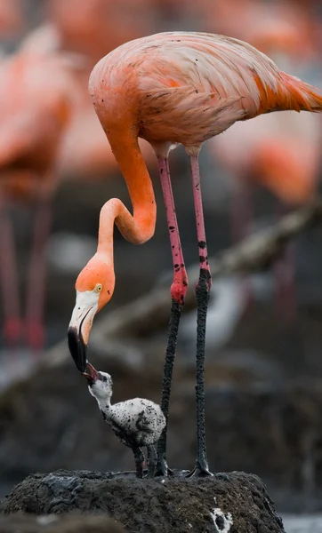 Bebé pájaro del con su madre . — Foto de Stock