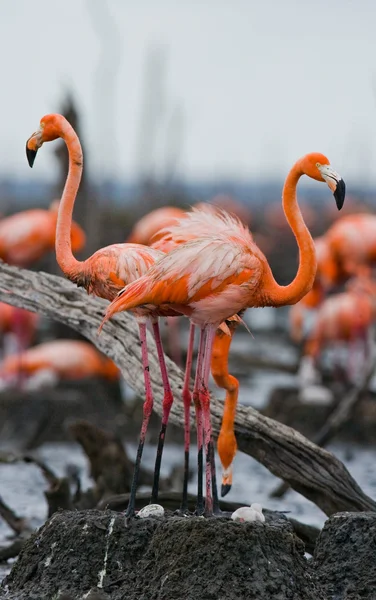 Różowe flamingi Karaiby — Zdjęcie stockowe