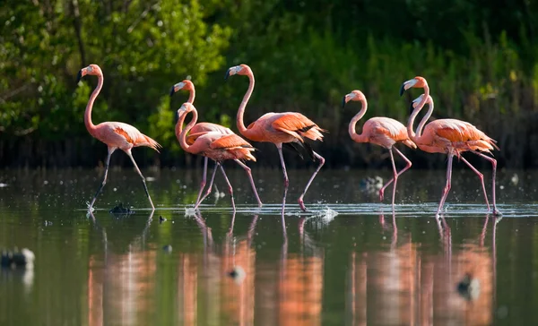 De roze Caribische Flamingo 's — Stockfoto