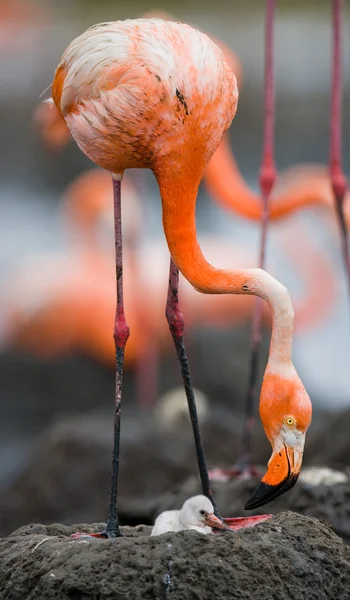 Rosa karibiska flamingos — Stockfoto