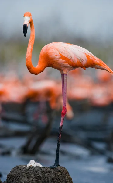 Os flamingos caribenhos rosa — Fotografia de Stock