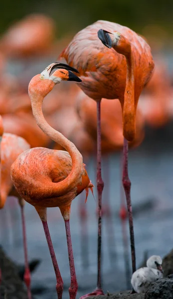 Os flamingos caribenhos rosa — Fotografia de Stock