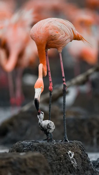 Baby bird of the with its mother. — Stock Photo, Image