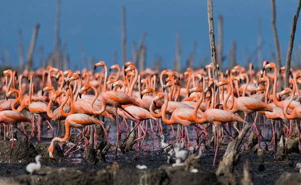 Розовые карибские фламинго — стоковое фото