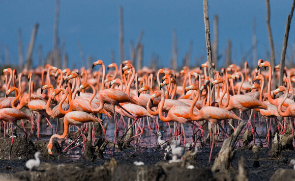 The pink Caribbean flamingos