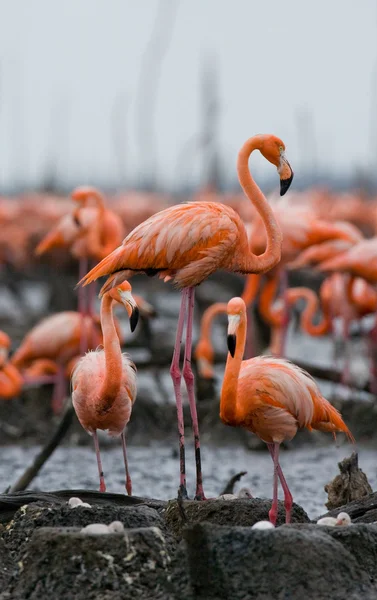 Os flamingos caribenhos rosa — Fotografia de Stock