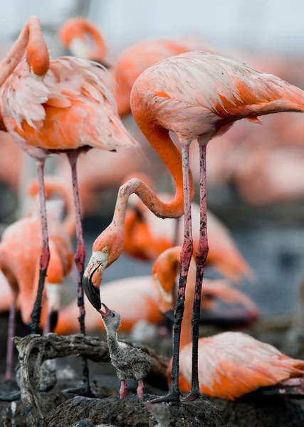 Passarinho do bebê com sua mãe . — Fotografia de Stock