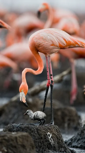 Baby bird of the with its mother. — Stock Photo, Image