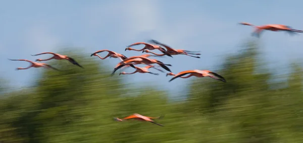 Voando de flamingos do Caribe — Fotografia de Stock