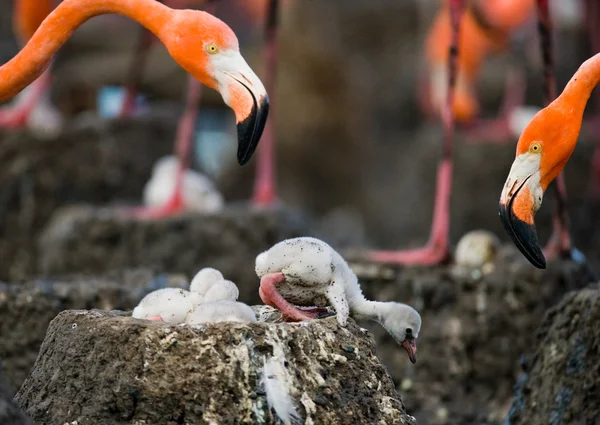 Rosa karibiska flamingos — Stockfoto