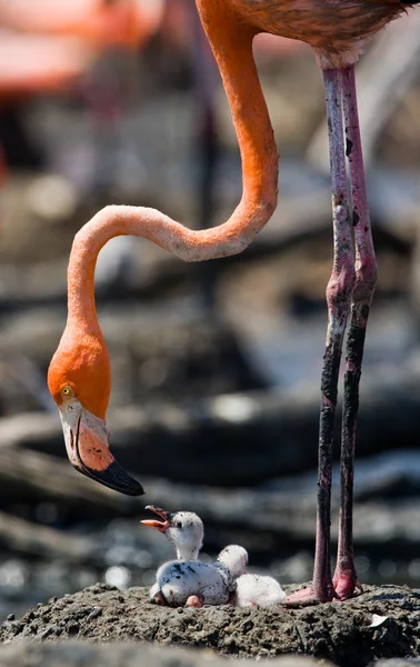 Rosa karibiska flamingos — Stockfoto