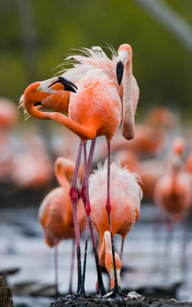 Los flamencos rosados del Caribe — Foto de Stock