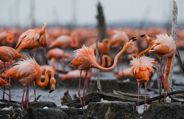 Różowe flamingi Karaiby — Zdjęcie stockowe