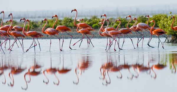 Розовые карибские фламинго — стоковое фото