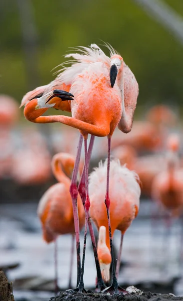 The pink Caribbean flamingos — Stock Photo, Image