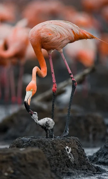 Babyvogel mit seiner Mutter. — Stockfoto