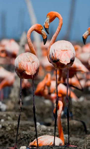 The pink Caribbean flamingos — Stock Photo, Image