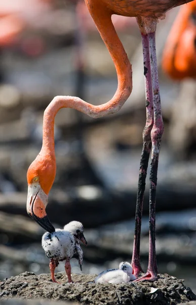 Die rosa karibischen Flamingos — Stockfoto