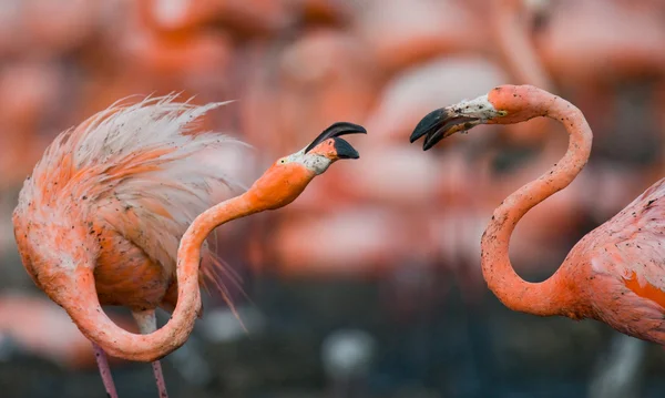 The pink Caribbean flamingos — Stock Photo, Image