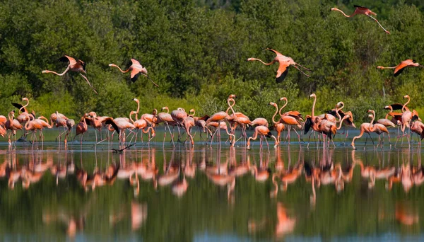 Rosa karibiska flamingos — Stockfoto