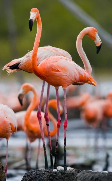 Os flamingos caribenhos rosa — Fotografia de Stock