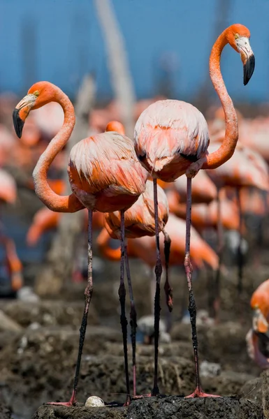 Os flamingos caribenhos rosa — Fotografia de Stock