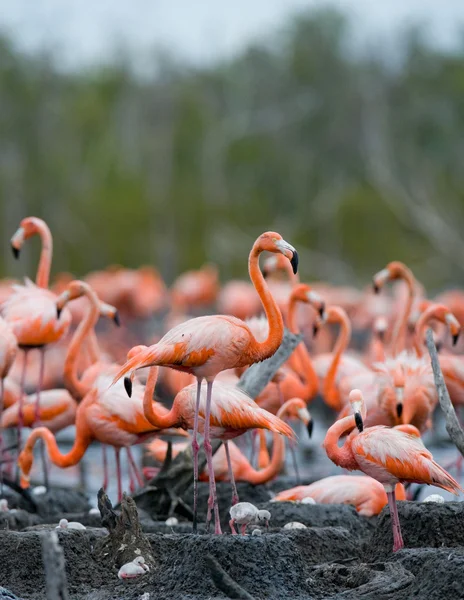 De rosa karibiske flamingoene. – stockfoto