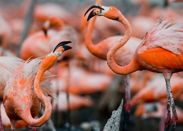 The pink Caribbean flamingos — Stock Photo, Image