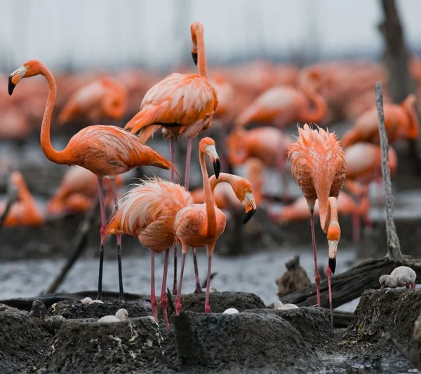 The pink Caribbean flamingos — Stock Photo, Image