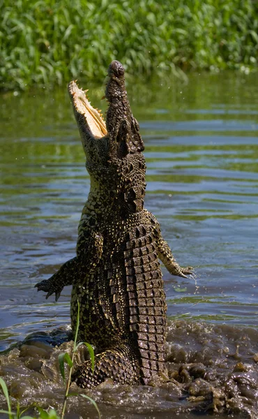 Krokodyli kubańskich (crocodylus rhombifer) — Zdjęcie stockowe