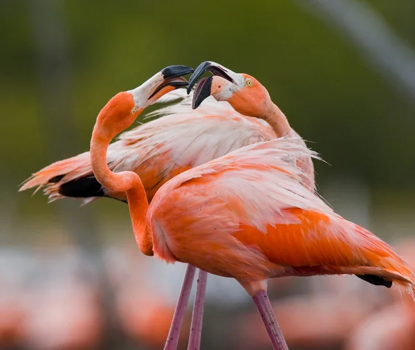 De roze Caribische Flamingo 's — Stockfoto